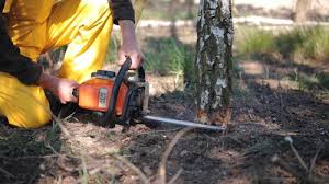 Trusted Linn, MO Tree Services Experts